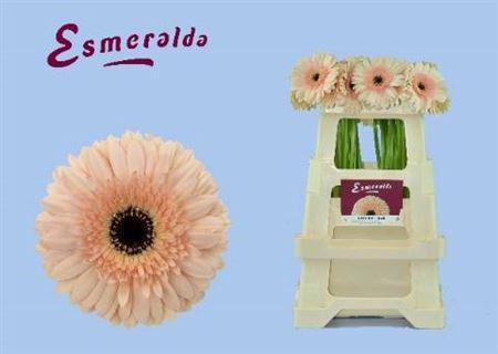 <h4>Ge Gr Cafe Del Mar</h4>