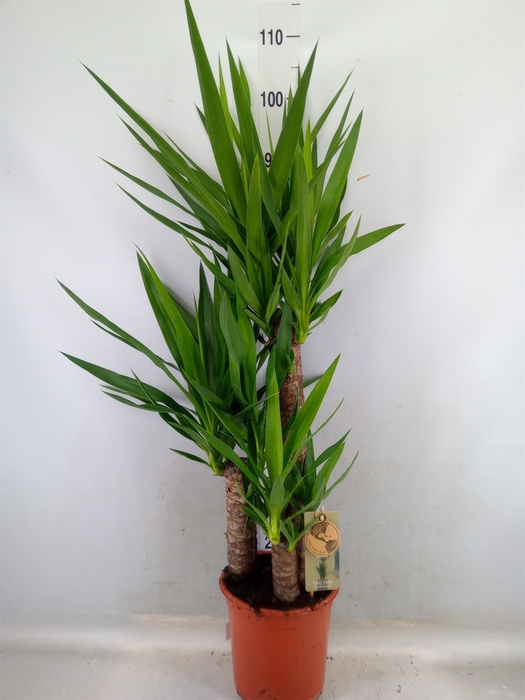 <h4>Yucca   ...</h4>