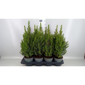 Picea glauca 'Perfecta'