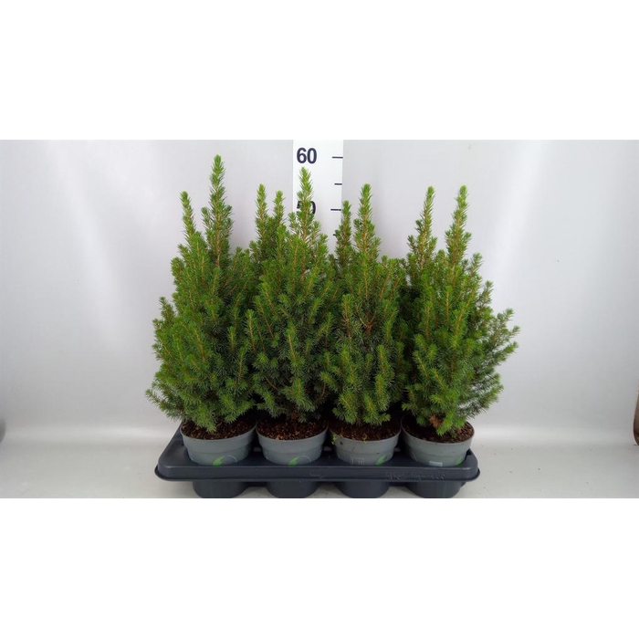 <h4>Picea glauca 'Perfecta'</h4>