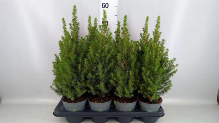 Picea glauca 'Perfecta'