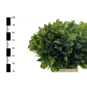 Quercus Rubra Multigreens