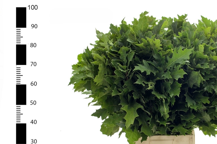 <h4>Quercus Rubra Multigreens</h4>