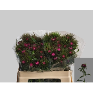 DI BARB S WILL PURPL