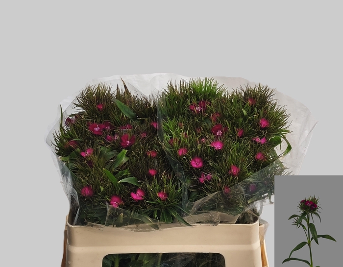 <h4>DI BARB S WILL PURPL</h4>