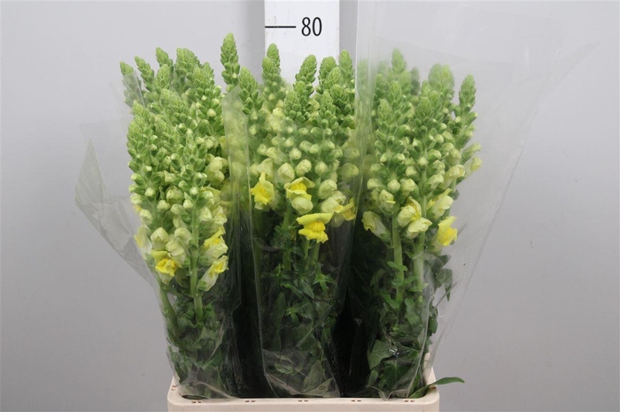 <h4>Antir Poto Yellow</h4>