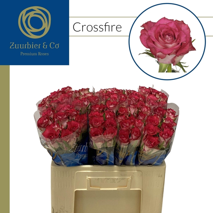 <h4>R GR Crossfire 50</h4>