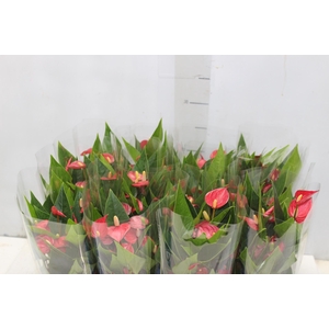 ANTHURIUM MINI MILLION FLOWERS P09