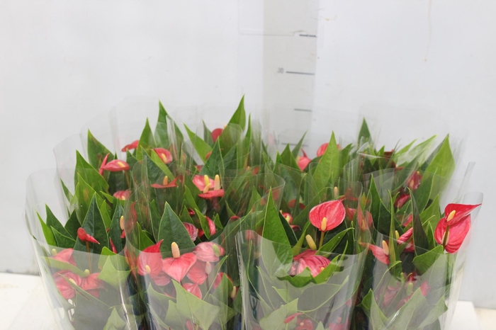 <h4>ANTHURIUM MINI MILLION FLOWERS P09</h4>