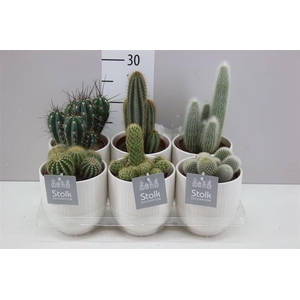 Cactus Gemengd Liv Keramiek