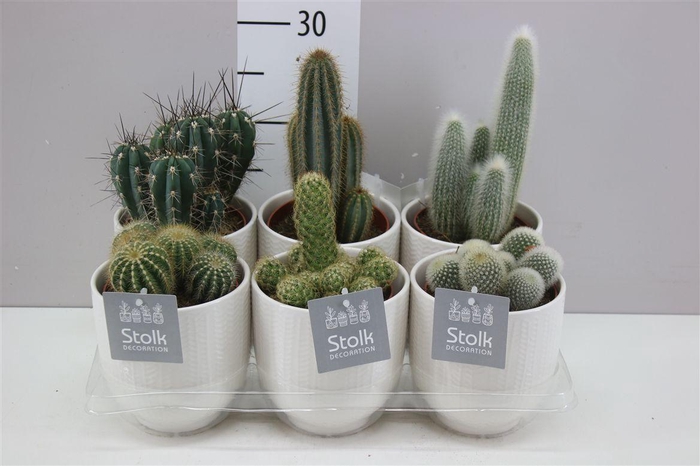 <h4>Cactus Gemengd Liv Keramiek</h4>