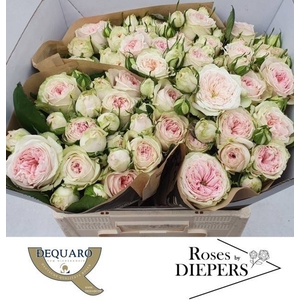 R TR BALLERI SUMMERH