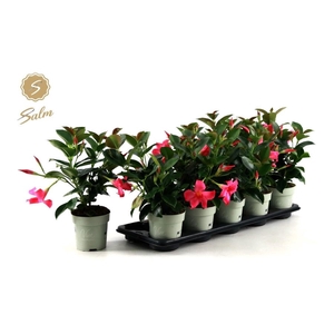 MANDEVILLA OV