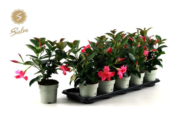 <h4>MANDEVILLA OV</h4>