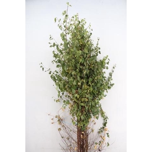 BETULA MET BLAD