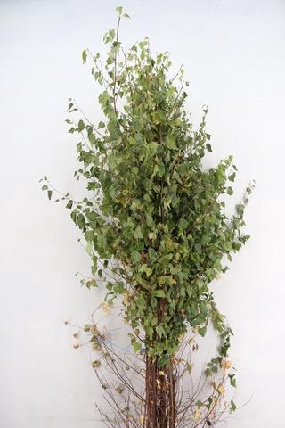 <h4>BETULA MET BLAD</h4>