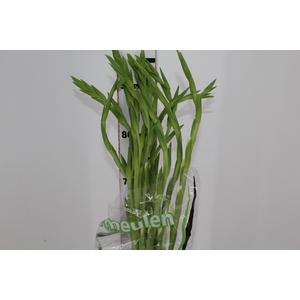 GLADIOLO 090 CM BRANCO