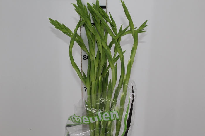<h4>GLADIOLO 090 CM BRANCO</h4>