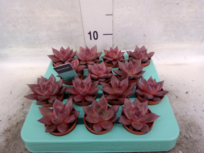 <h4>Echeveria  'Taurus'</h4>