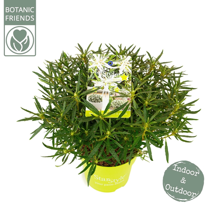 <h4>Azalea 'Starstyle White' ®</h4>