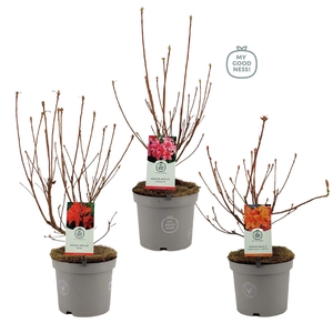 Azalea Mollis 40 /C5 'Mix'