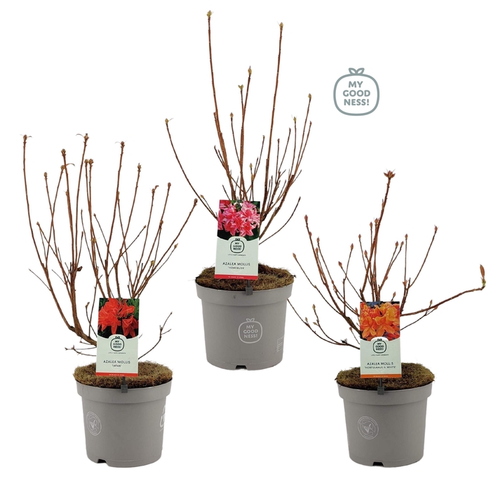 <h4>Azalea Mollis 40 /C5 'Mix'</h4>