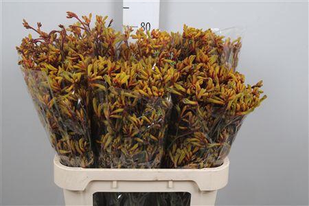 <h4>Anigoz Gold Fever</h4>