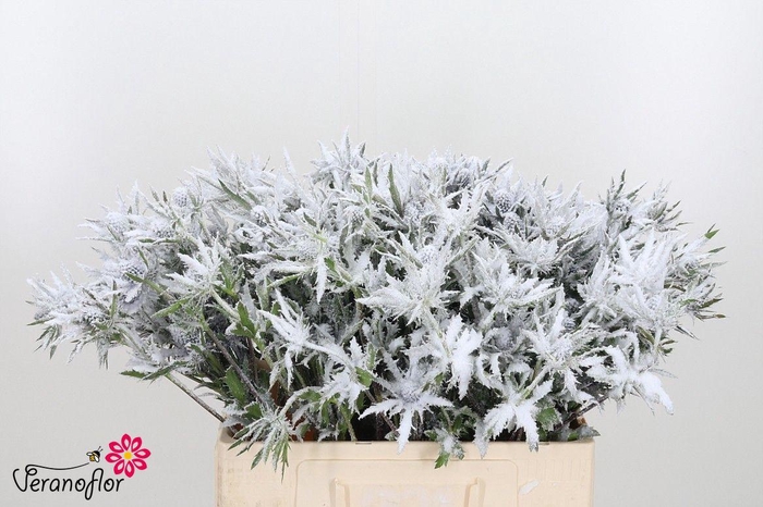 <h4>ERYN DOBIDA KLB H%</h4>