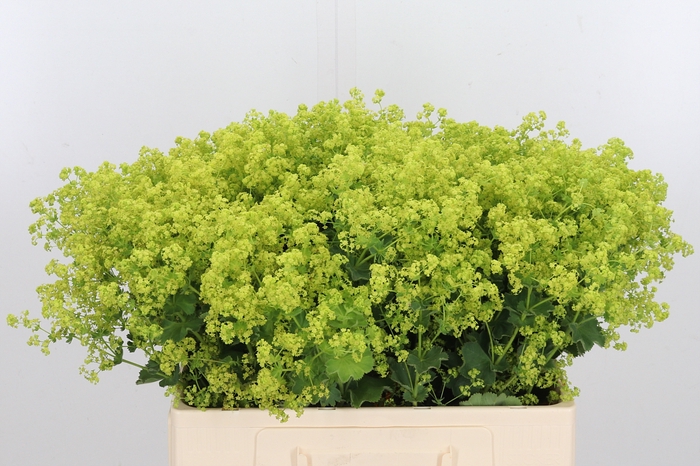 <h4>Alchimella Robusta</h4>