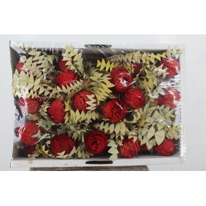 DF Banksia Baxterii Red
