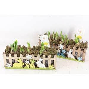 arr4 Narcis FL - Hout kist rabbit 3pp