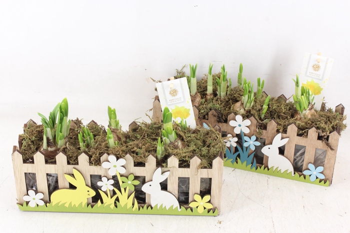 <h4>arr4 Narcis FL - Hout kist rabbit 3pp</h4>