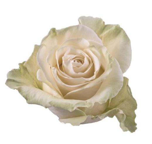 R GR HONEY MOCCA TINTED Naranjo