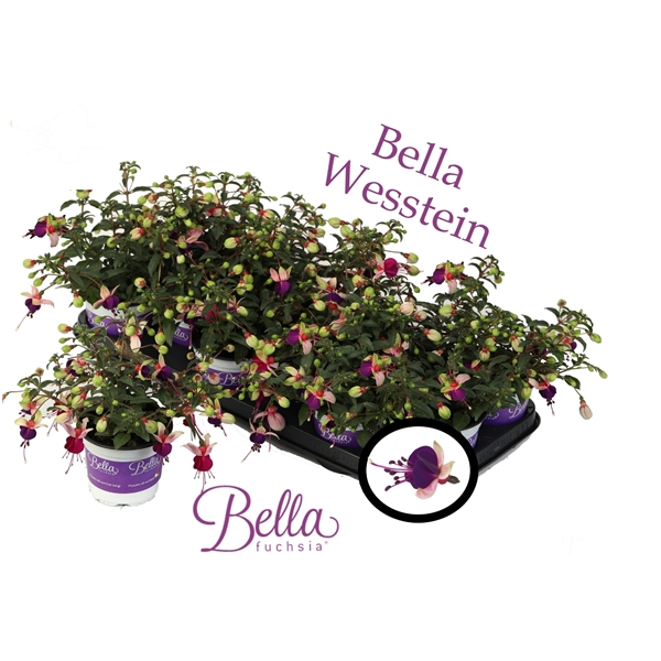 <h4>Bella Fuchsia 'Olivia' ( Hang )</h4>