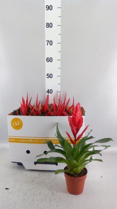 <h4>Vriesea  'Twinkle'</h4>