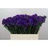 Limonium sinuatum Navy Sun Birds