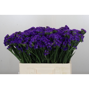 Limonium sinuatum Navy Sun Birds