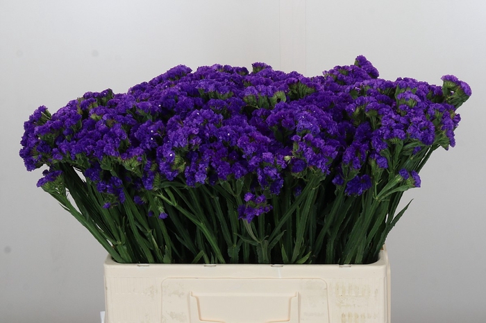 <h4>Limonium sinuatum Navy Sun Birds</h4>