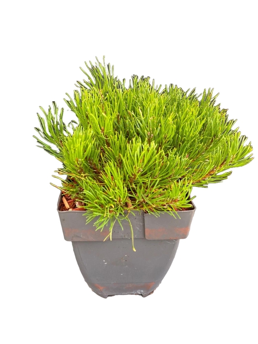 <h4>Pinus mugo 'Mughus' P17</h4>