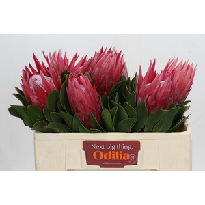 Protea Cynaroides Madiba