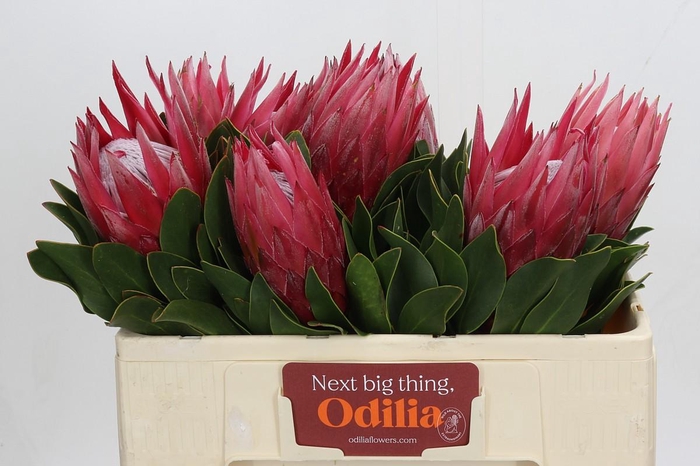 <h4>Protea Cynaroides Madiba</h4>