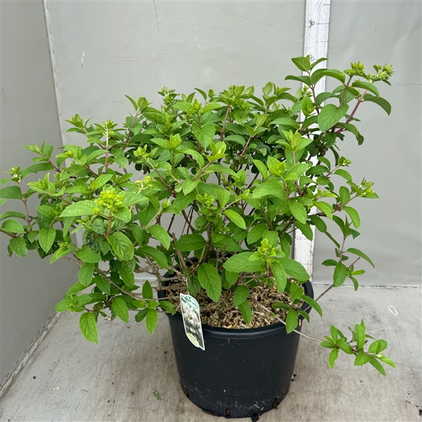 <h4>Hydrangea paniculata Bobo 25 ltr / p40</h4>