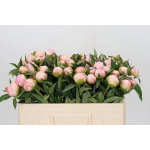 Paeonia Catharina Fontijn