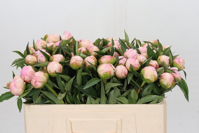 <h4>Paeonia Catharina Fontijn</h4>