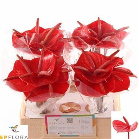 <h4>Anth A Pure Orange 40 L35</h4>