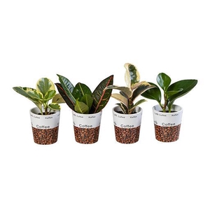 L 66282 Green Mix P6