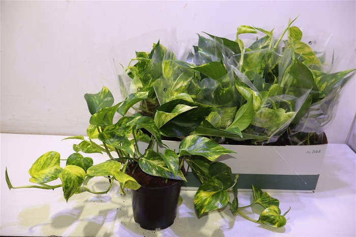 <h4>Epipr Aureum</h4>