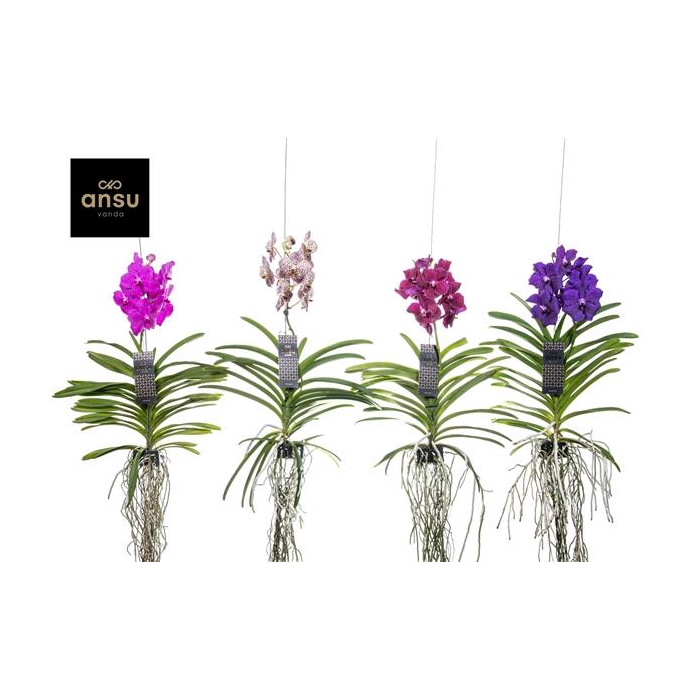 <h4>Vanda mix Large - Colour Mix</h4>