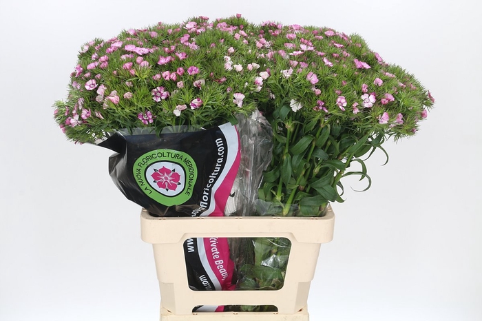 <h4>Dianthus Br Mix Rainbow</h4>