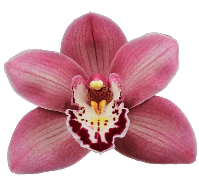 <h4>CYMB T CANDY</h4>